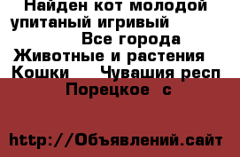 Найден кот,молодой упитаный игривый 12.03.2017 - Все города Животные и растения » Кошки   . Чувашия респ.,Порецкое. с.